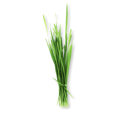 Barley Grass