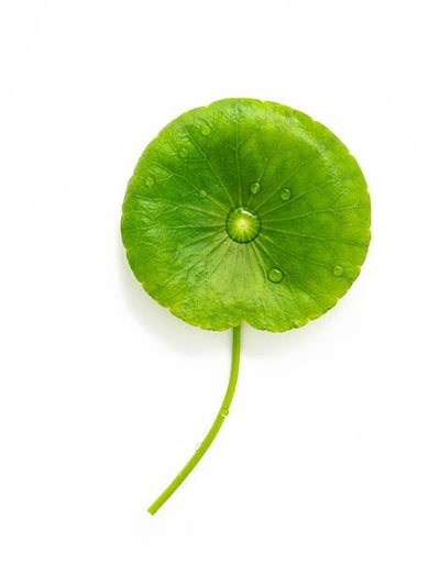 Gotu Kola