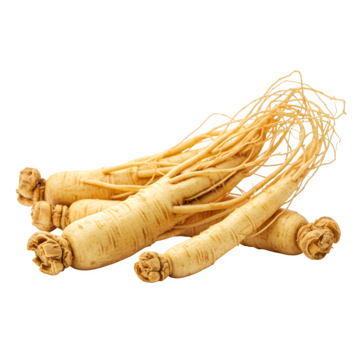 Panax Ginseng